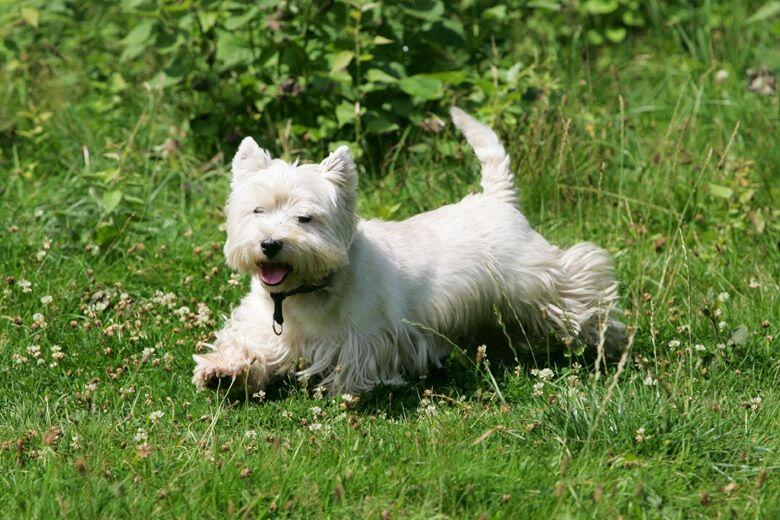 Ein weißer Hund sprintet durch grünes Gras