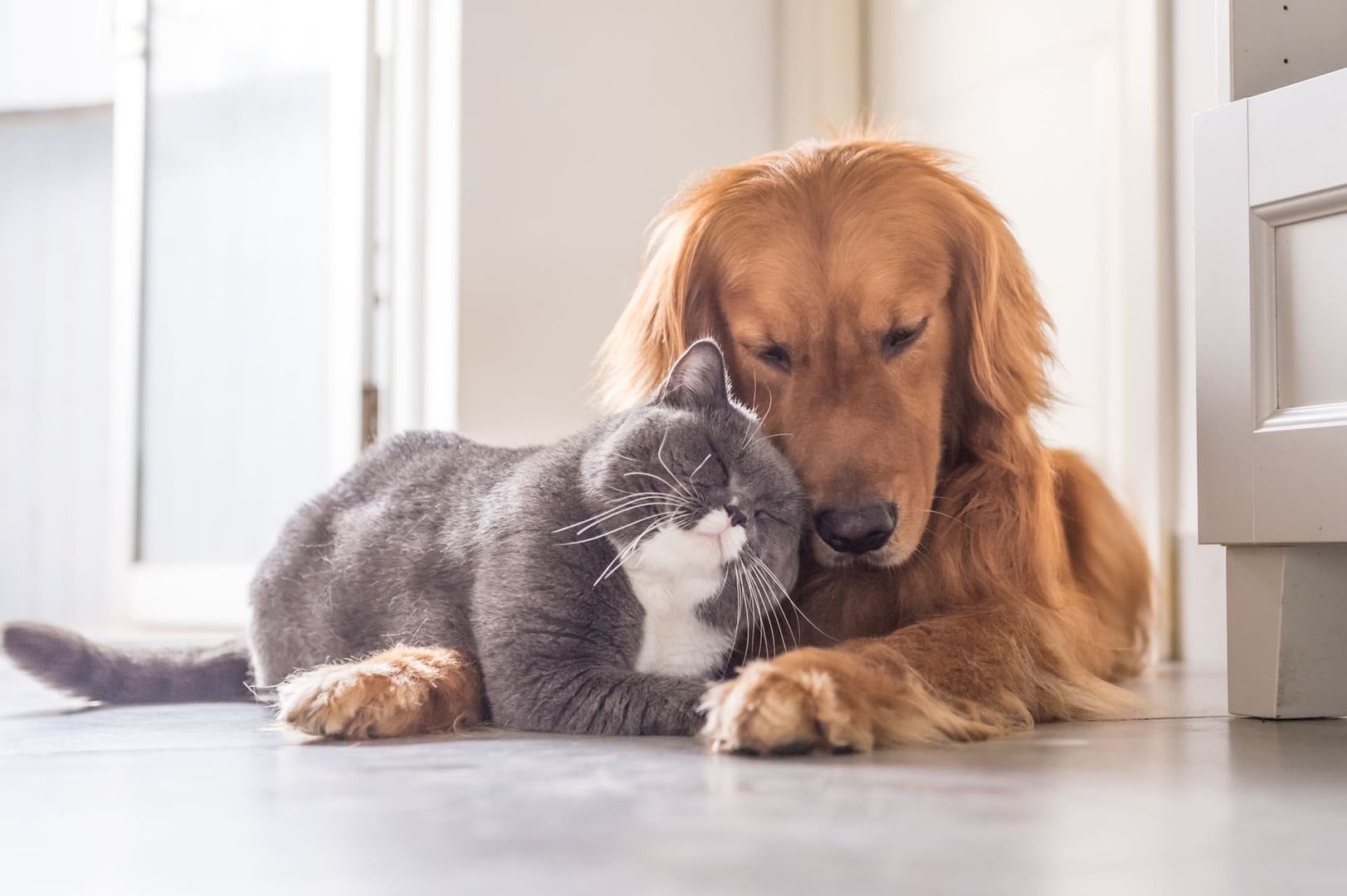 Britisch Kurzhaar Katze und Golden Retriever kuscheln miteinander